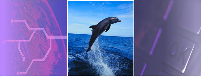 1.Bild: Symbol für vernetzte Welt - 2. Bild: Aus dem Wasser springender Delphin, symbolisch für Barrierefreiheit - 3. Bild: OK-Taste